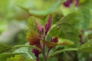 Best Edible Plants to Grow in Small Urban Gardens