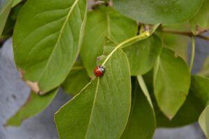 Eco-Friendly Landscaping: Techniques for a Greener Yard