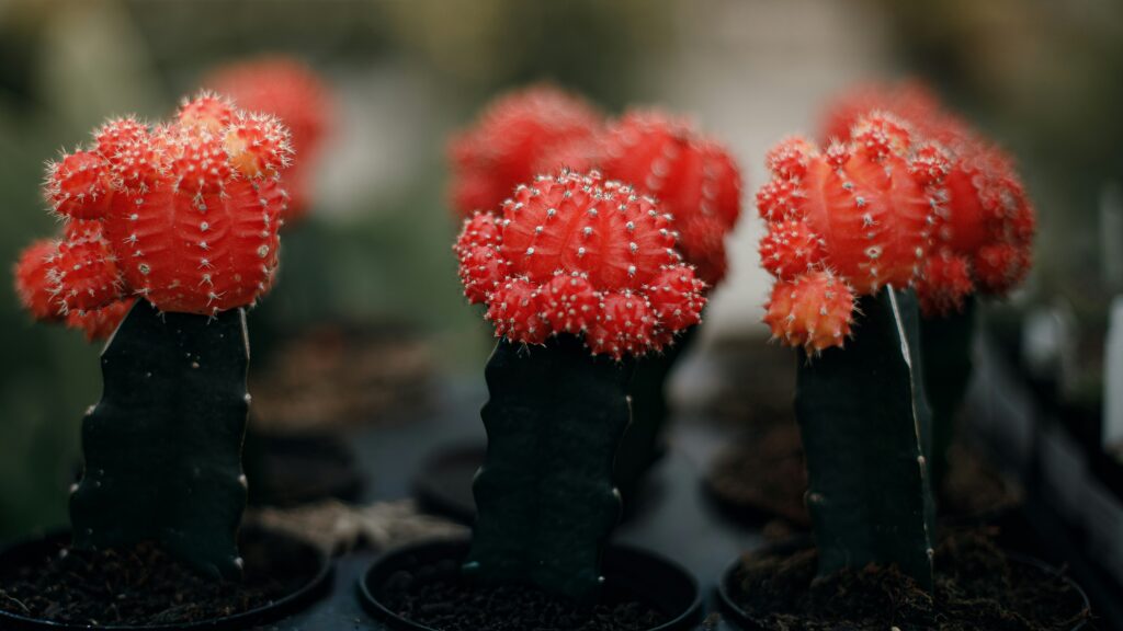Top 10 Low-Maintenance Plants for Beginners