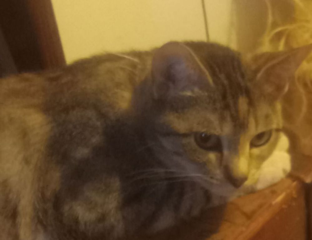 cleaning sofa advice mipimprov