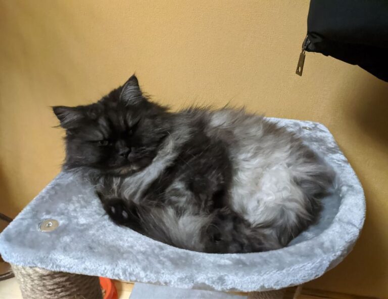 contemporary comfort mipimprov