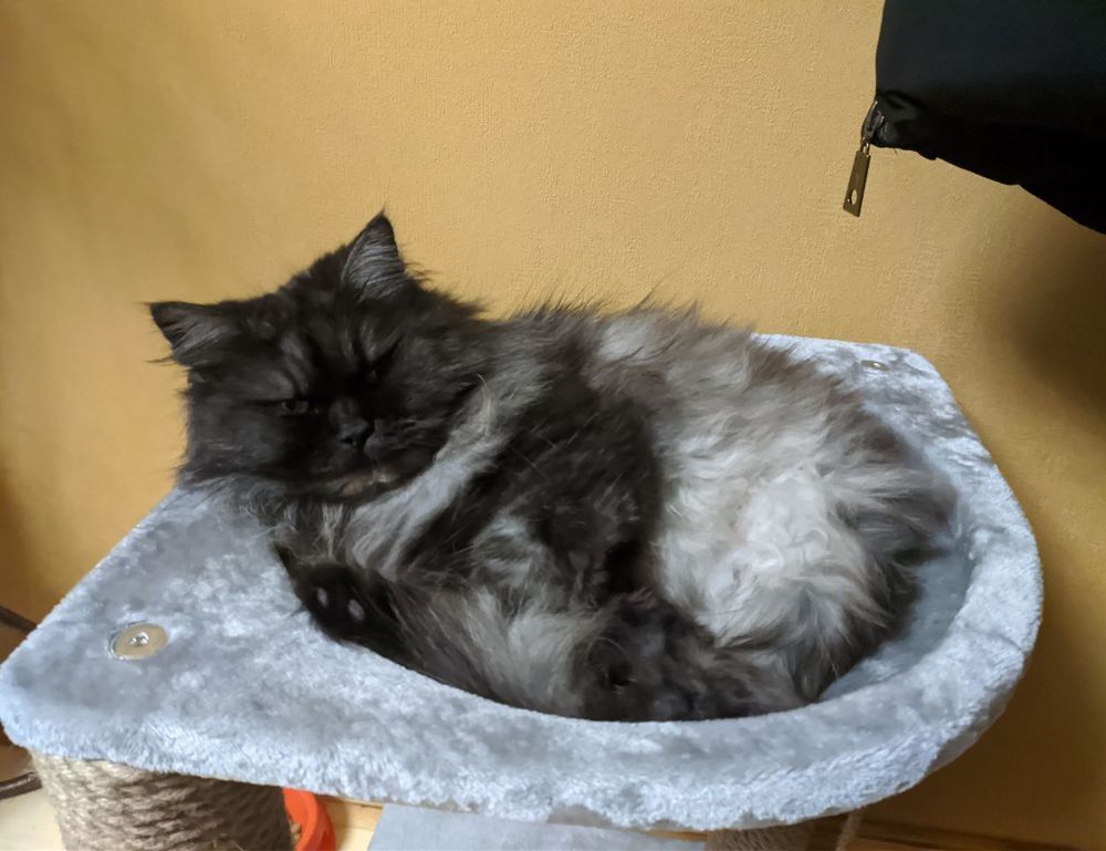 contemporary comfort mipimprov