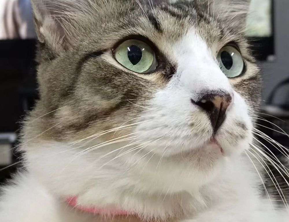 homemendous garden infoguide by homehearted