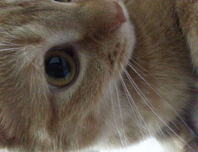 how to download widdeadvi in pc windows 7