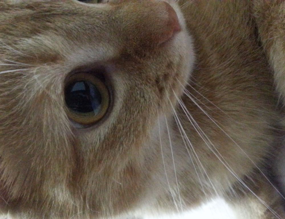 how to download widdeadvi in pc windows 7