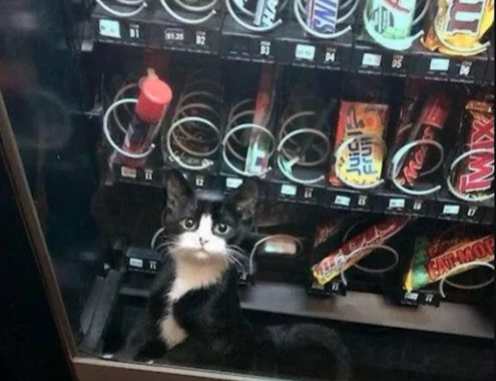 interior design ideas thtintdesign