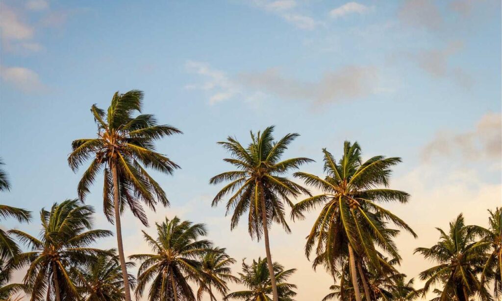 items in honzava5 game