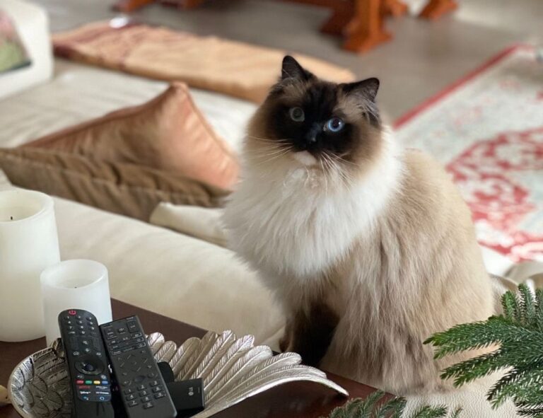 kdalandscapetion landscape guide by kdarchitects