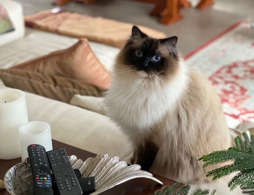 kdalandscapetion landscape guide by kdarchitects