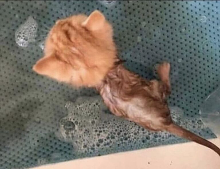 landscaping guide kdalandscapetion