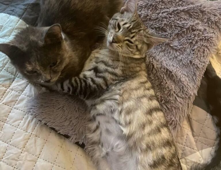 living room decoration mipimprov