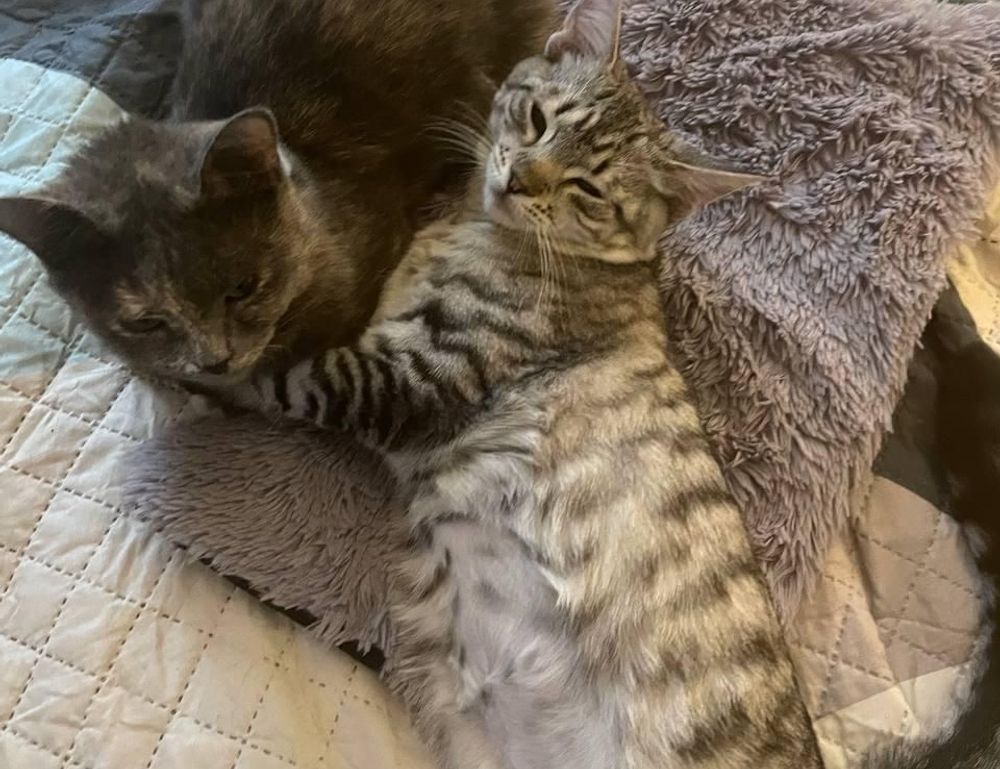 living room decoration mipimprov