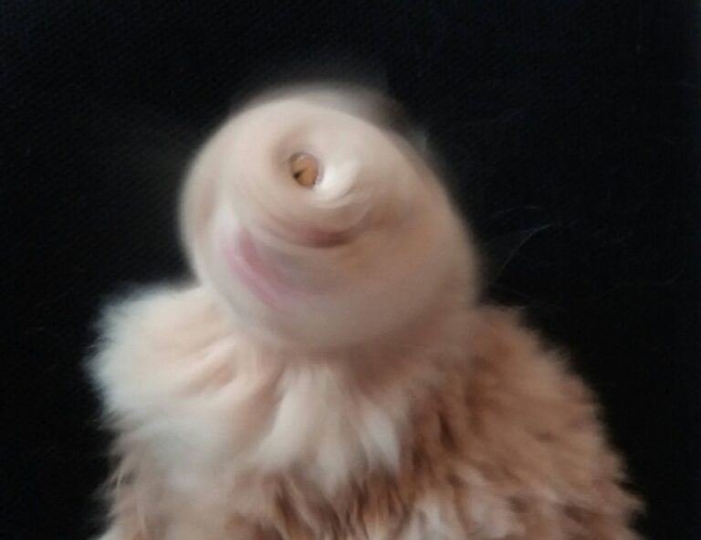 mintpalhouse home interior from myinteriorpalace