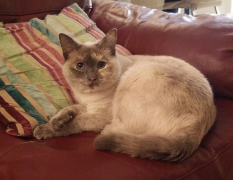 why decoration is important kdalandscapetion