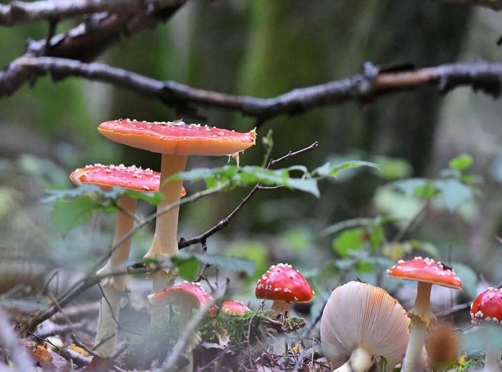 bewegende liefde gif