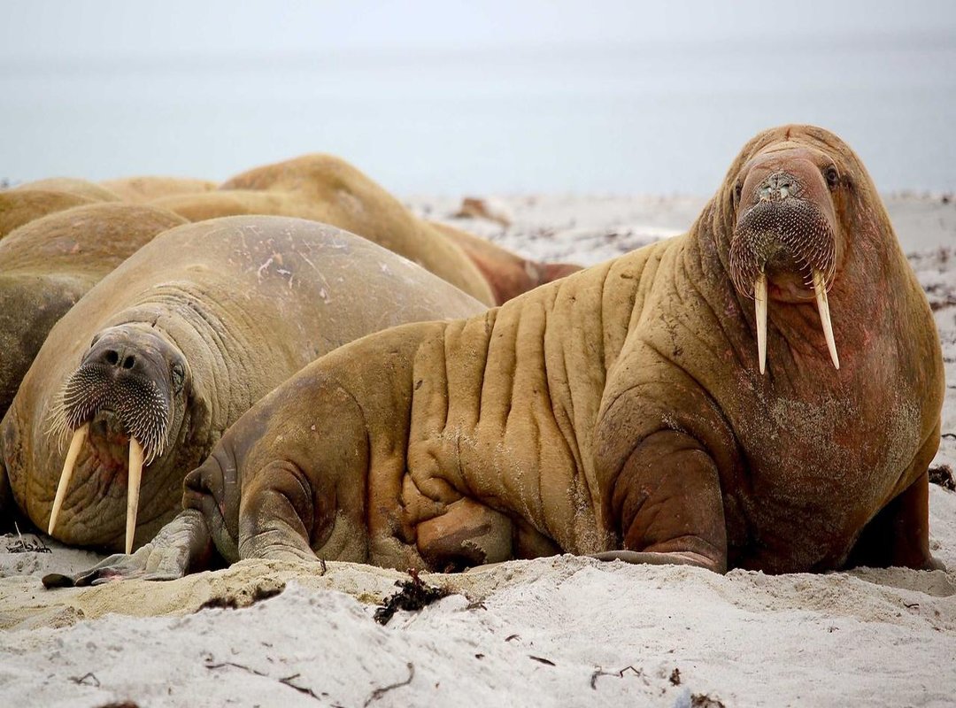 Local and Regional Connections: Find Lesbians Near You