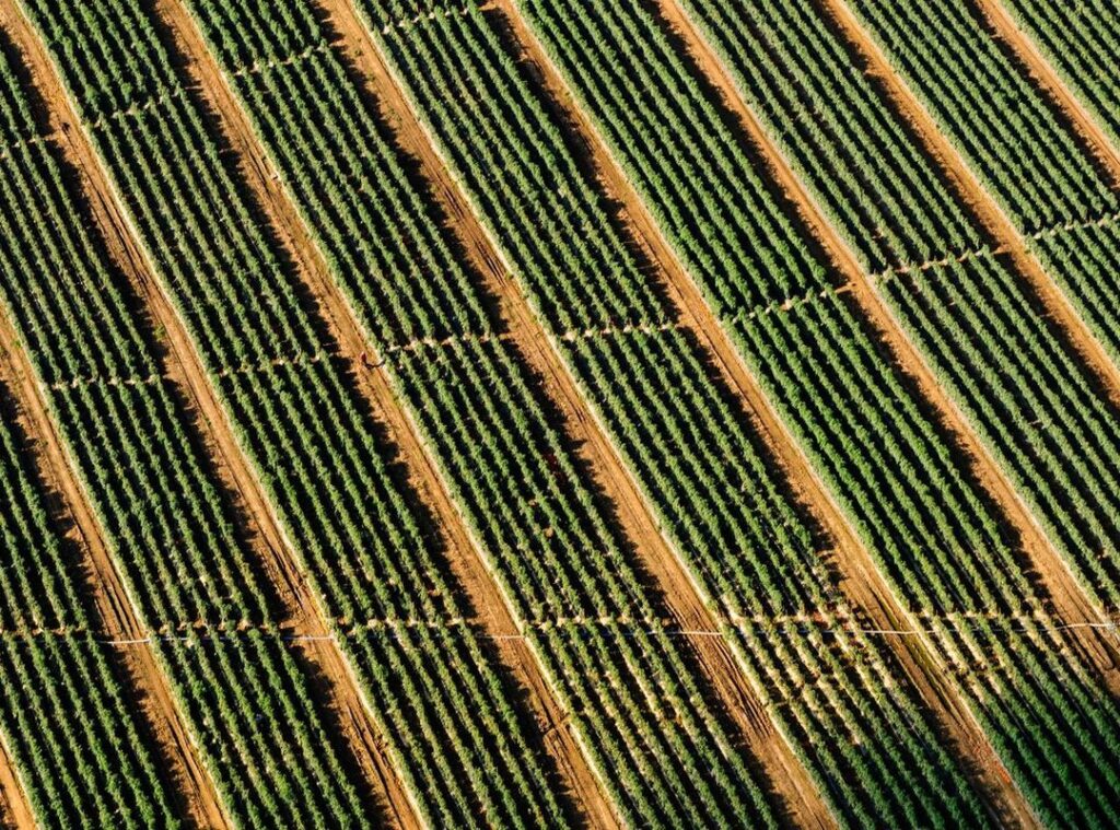 wigung wratsangka cerai