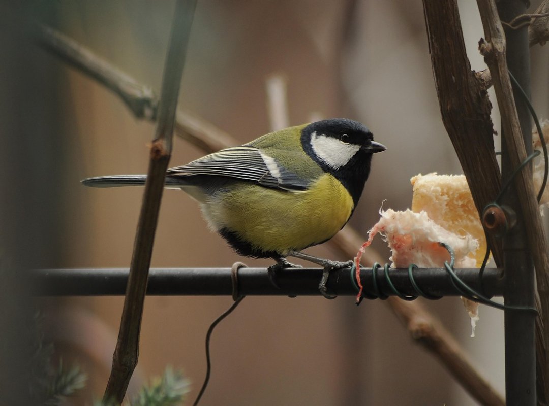 Wilma Salo's Pivotal Role in Developing InSchool